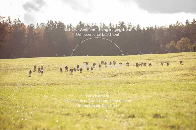 Schleppjagd_Dießen-048