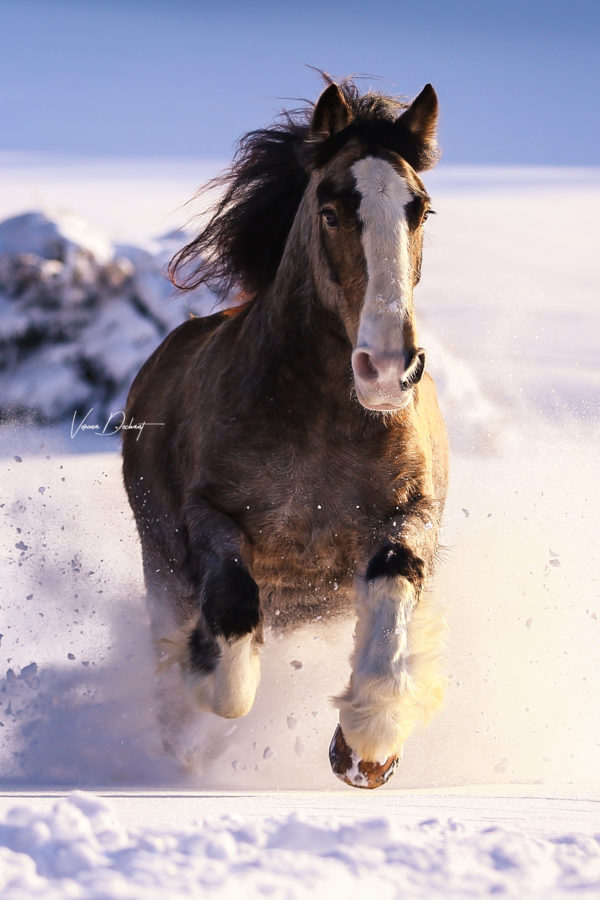 Ben im Schnee Pferdefotografie, Shooting, Verena Dechant, Landshut, Bayern, Niederbayern, Pferdeshooting, Pferd und Mensch, Fotoshooting, Fotografin, Fotograf Landshut, Pferdefotos, Pferdebilder, München