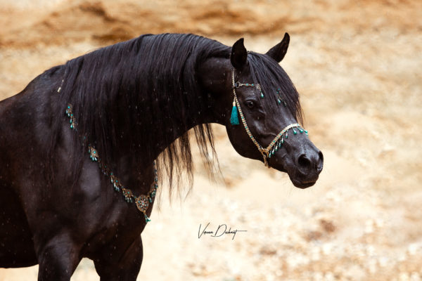 AJM Shirass in der Sandgrube Pferdefotografie, Shooting, Verena Dechant, Landshut, Bayern, Niederbayern, Pferdeshooting, Pferd und Mensch, Fotoshooting, Fotografin, Fotograf Landshut, Pferdefotos, Pferdebilder, München
