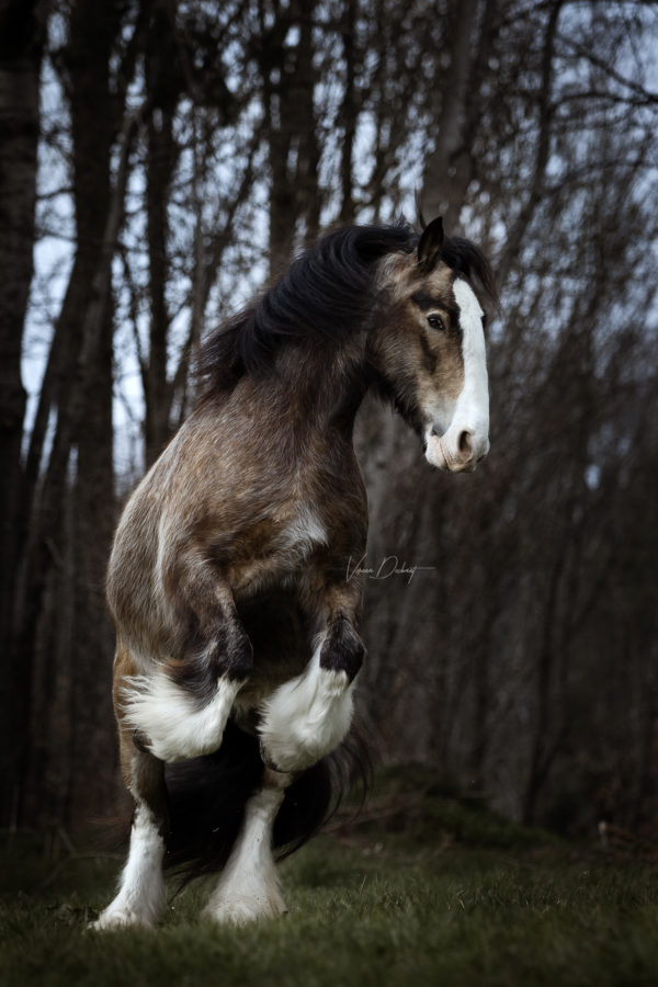 Ben beim Fotografentreffen Pferdefotografie, Shooting, Verena Dechant, Landshut, Bayern, Niederbayern, Pferdeshooting, Pferd und Mensch, Fotoshooting, Fotografin, Fotograf Landshut, Pferdefotos, Pferdebilder, München