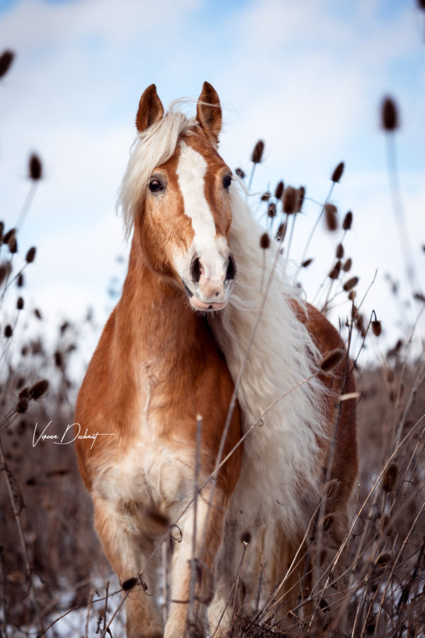 Haflinger Amor Pferdefotografie, Shooting, Verena Dechant, Landshut, Bayern, Niederbayern, Pferdeshooting, Pferd und Mensch, Fotoshooting, Fotografin, Fotograf Landshut, Pferdefotos, Pferdebilder, München