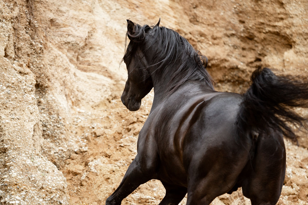 Vollblutaraber AJM Shirass – Deckhengst Vollblutaraber AJM Shirass - Deckhengst