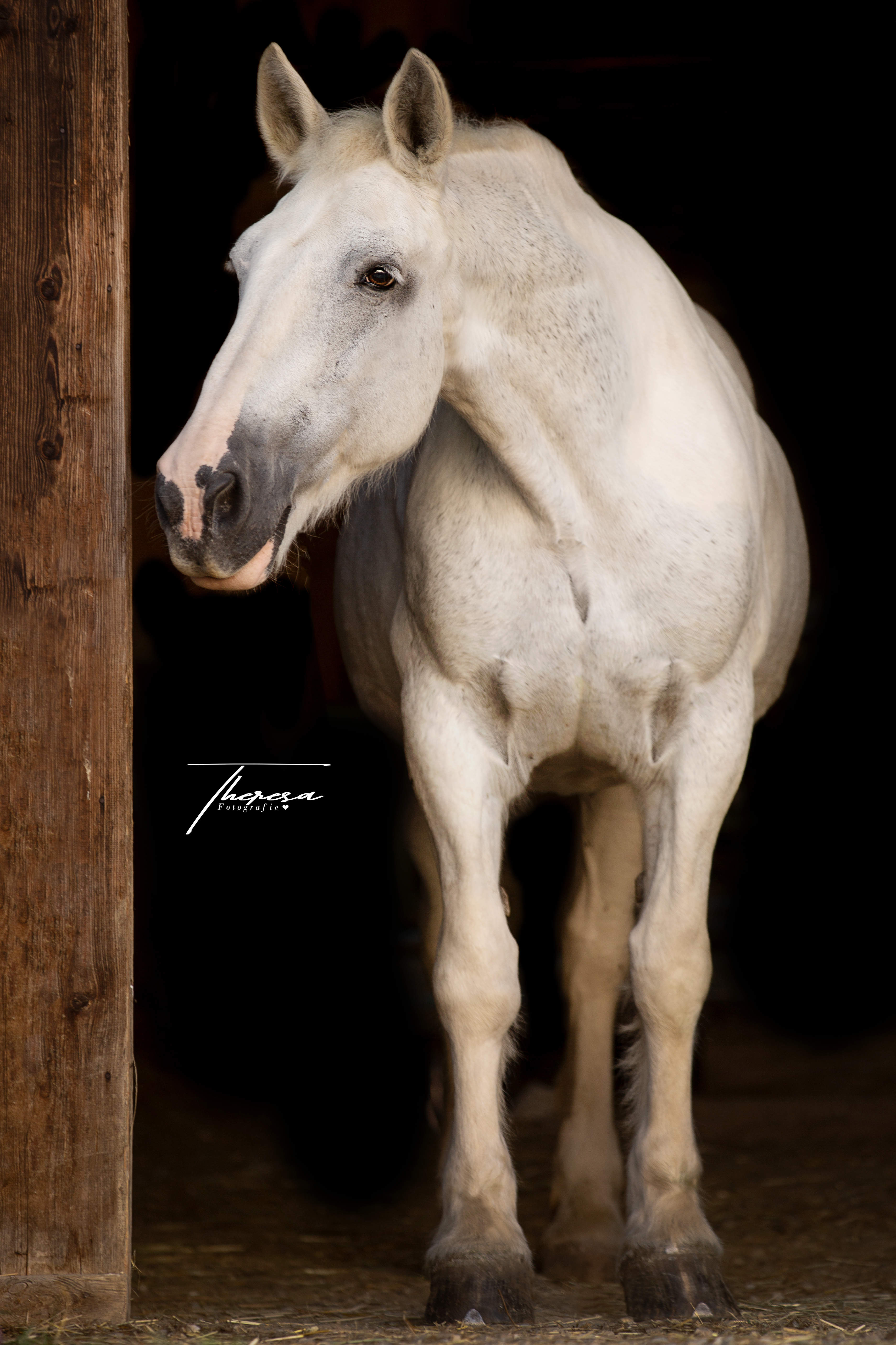 India – Foto: Theresa Plankl Pferdefotografie, Shooting, Verena Dechant, Landshut, Bayern, Niederbayern, Pferdeshooting, Pferd und Mensch