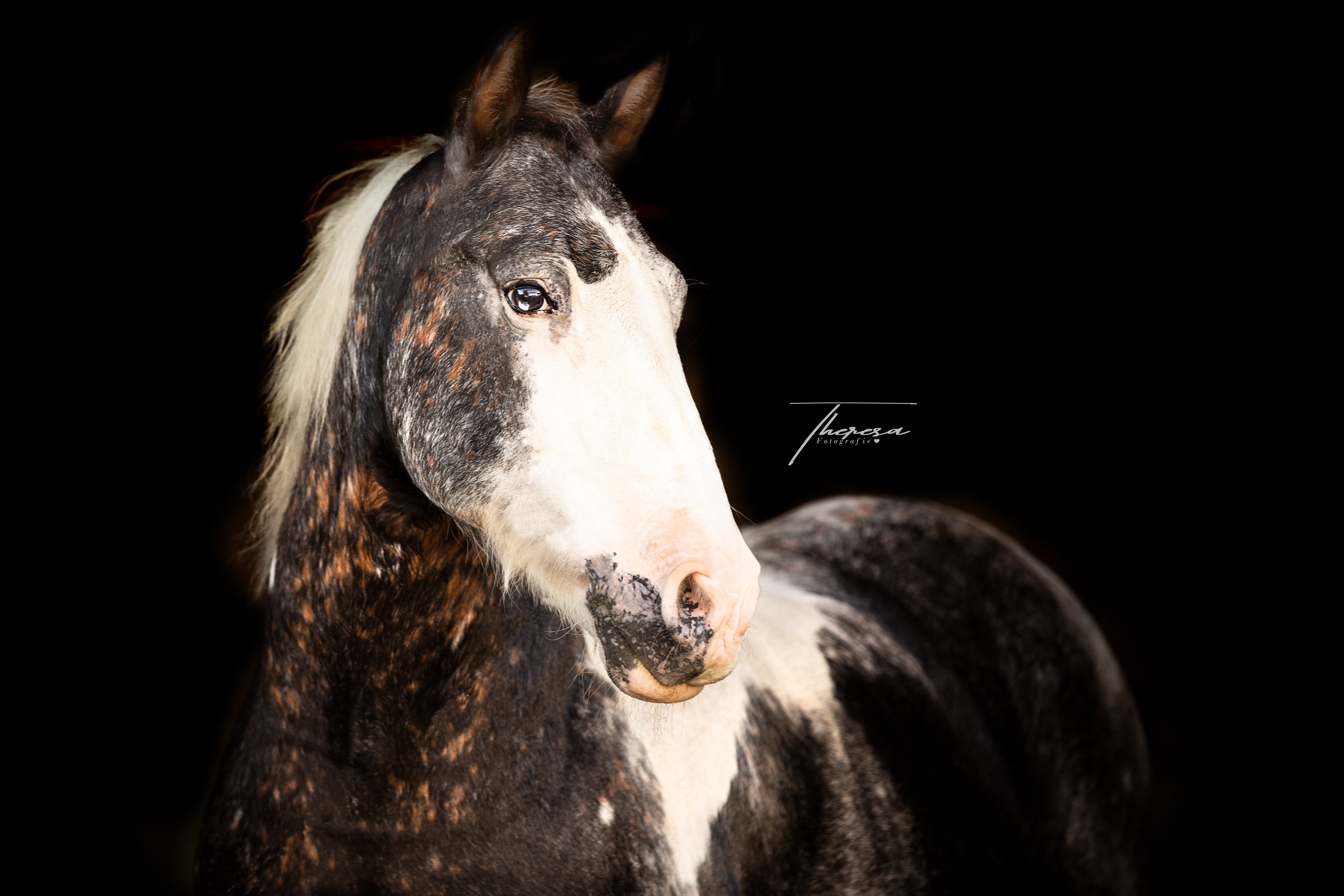 Karino – Foto: Theresa Plankl Pferdefotografie, Shooting, Verena Dechant, Landshut, Bayern, Niederbayern, Pferdeshooting, Pferd und Mensch