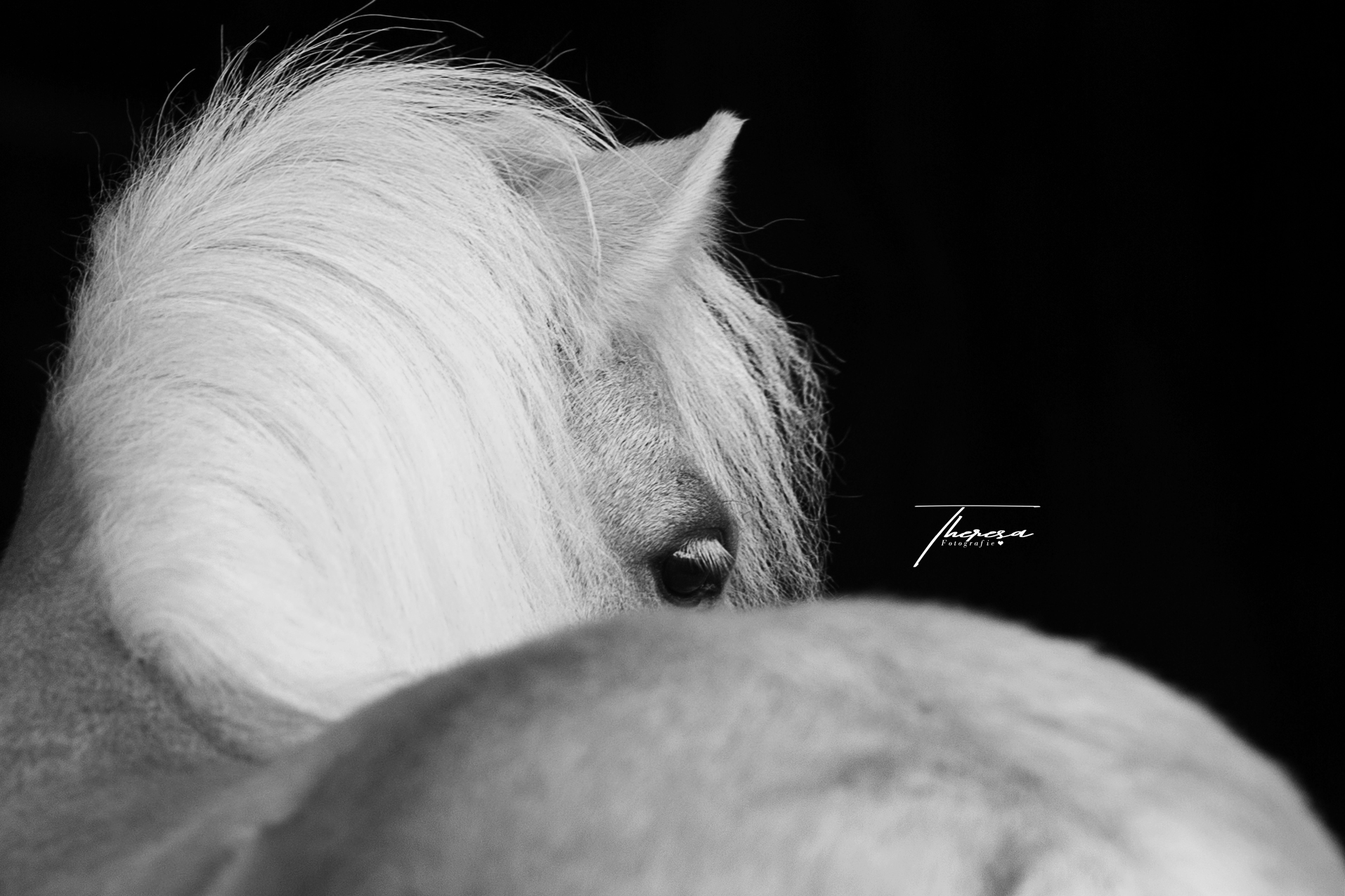 Kiara – Foto: Therea Plankl Pferdefotografie, Shooting, Verena Dechant, Landshut, Bayern, Niederbayern, Pferdeshooting, Pferd und Mensch