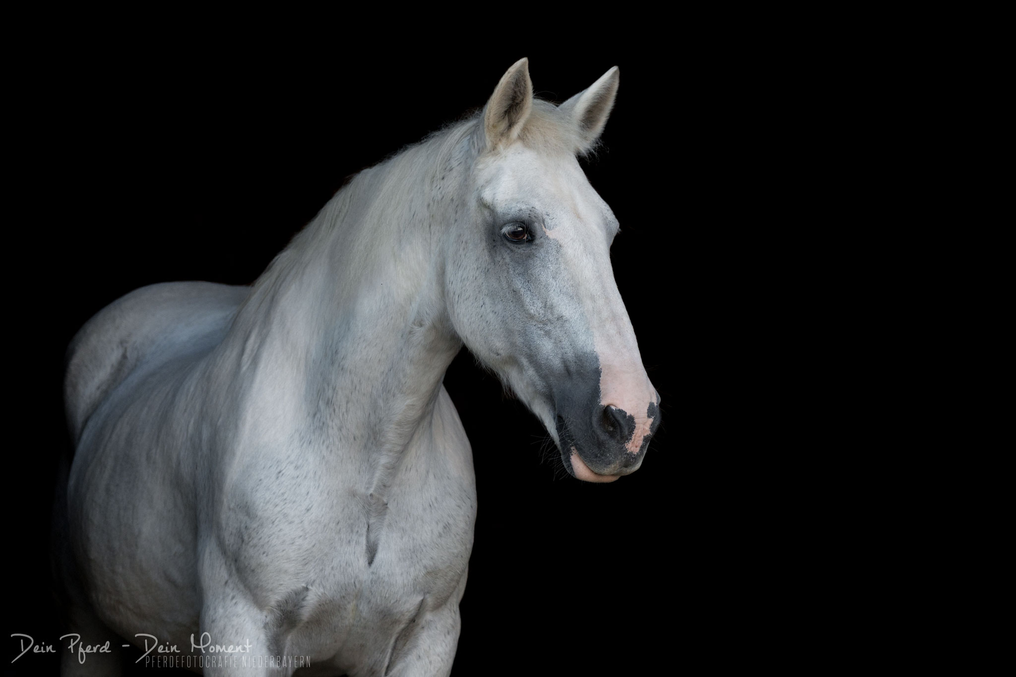 India – Foto: Dein Pferd Dein Moment Pferdefotografie, Shooting, Verena Dechant, Landshut, Bayern, Niederbayern, Pferdeshooting, Pferd und Mensch