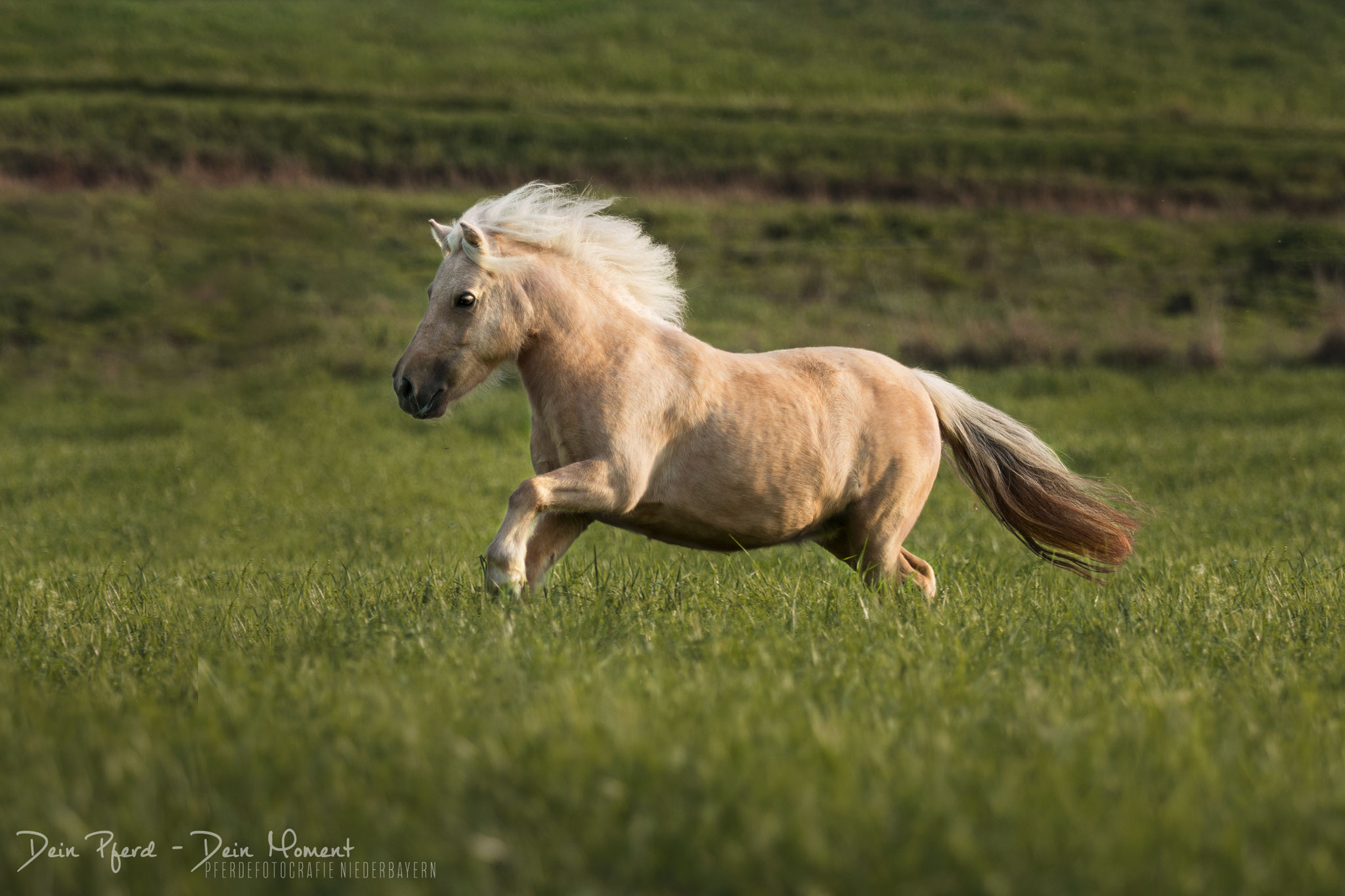 Kiara – Foto: Dein Pferd Dein Moment Pferdefotografie, Shooting, Verena Dechant, Landshut, Bayern, Niederbayern, Pferdeshooting, Pferd und Mensch