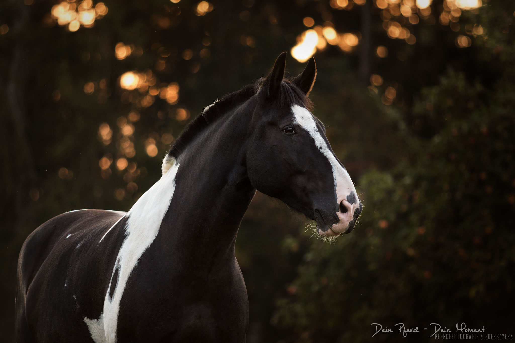 Lielan – Foto: Dein Pferd Dein Moment Pferdefotografie, Shooting, Verena Dechant, Landshut, Bayern, Niederbayern, Pferdeshooting, Pferd und Mensch