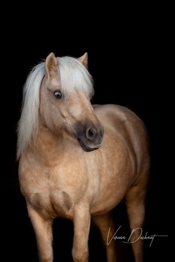 Fotografentreffen Landshut – Kiara Pferdefotografie, Shooting, Verena Dechant, Landshut, Bayern, Niederbayern, Pferdeshooting, Pferd und Mensch