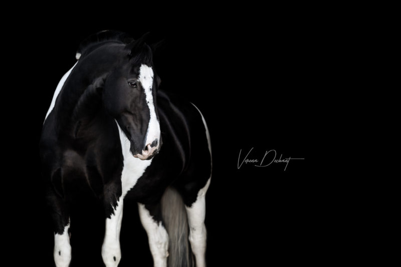 Fotografentreffen Landshut – Lielan vor schwarzem Hintergrund Pferdefotografie, Shooting, Verena Dechant, Landshut, Bayern, Niederbayern, Pferdeshooting, Pferd und Mensch