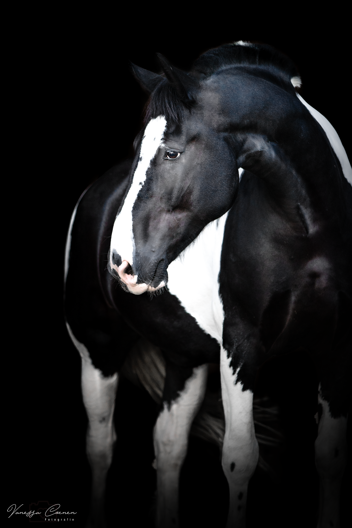 Lielan – Foto: Vanessa Coenen Pferdefotografie, Shooting, Verena Dechant, Landshut, Bayern, Niederbayern, Pferdeshooting, Pferd und Mensch