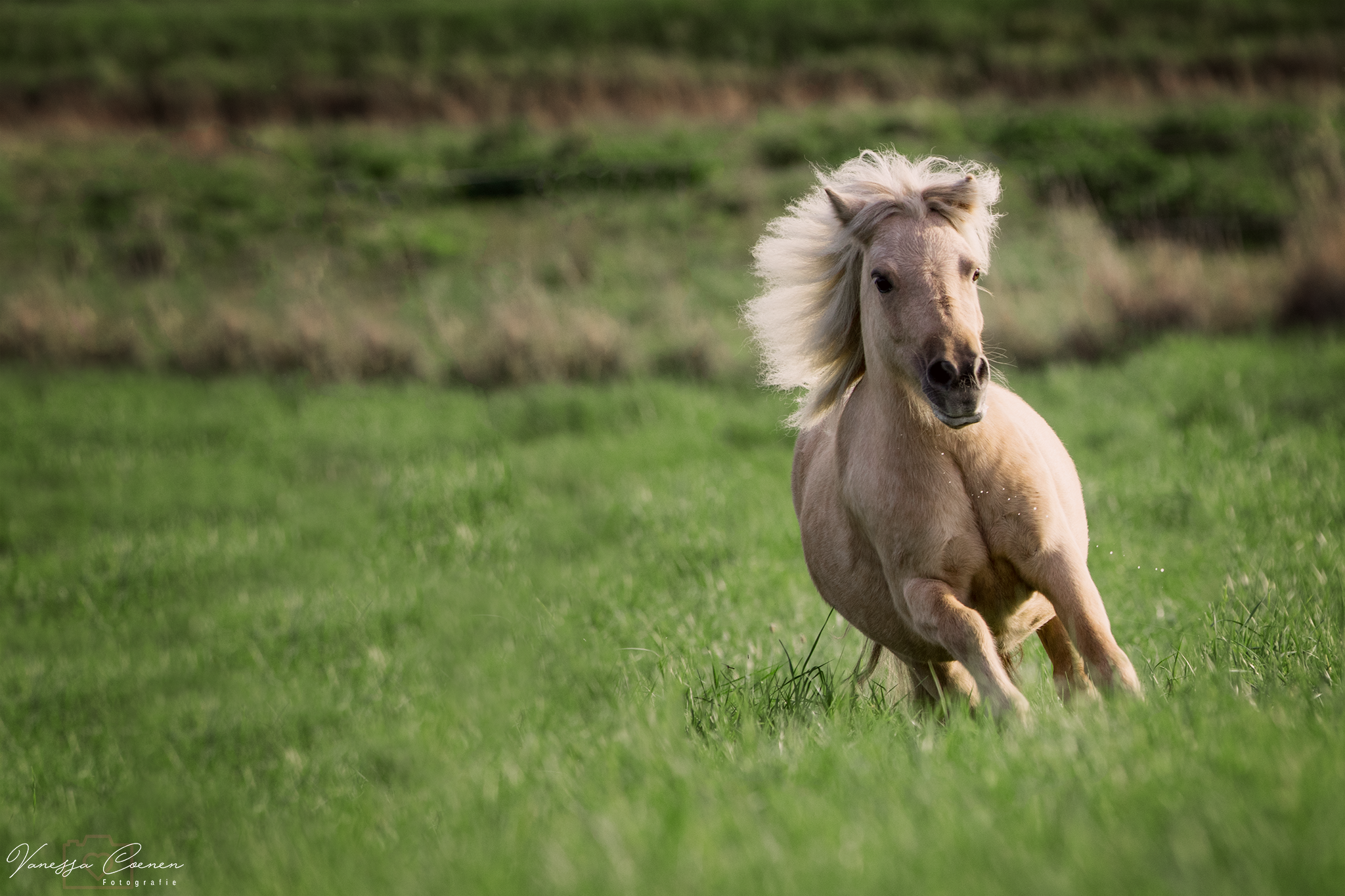 Kiara – Foto: Vanessa Coenen Pferdefotografie, Shooting, Verena Dechant, Landshut, Bayern, Niederbayern, Pferdeshooting, Pferd und Mensch