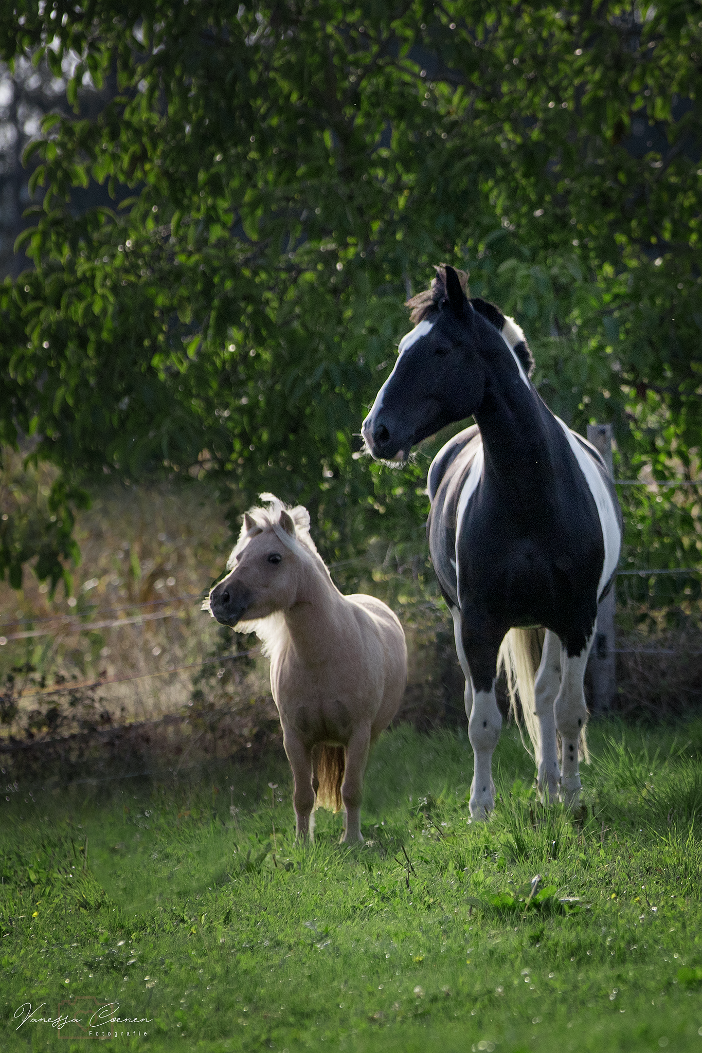 Kiara und Lielan – Foto: Vanessa Coenen Pferdefotografie, Shooting, Verena Dechant, Landshut, Bayern, Niederbayern, Pferdeshooting, Pferd und Mensch