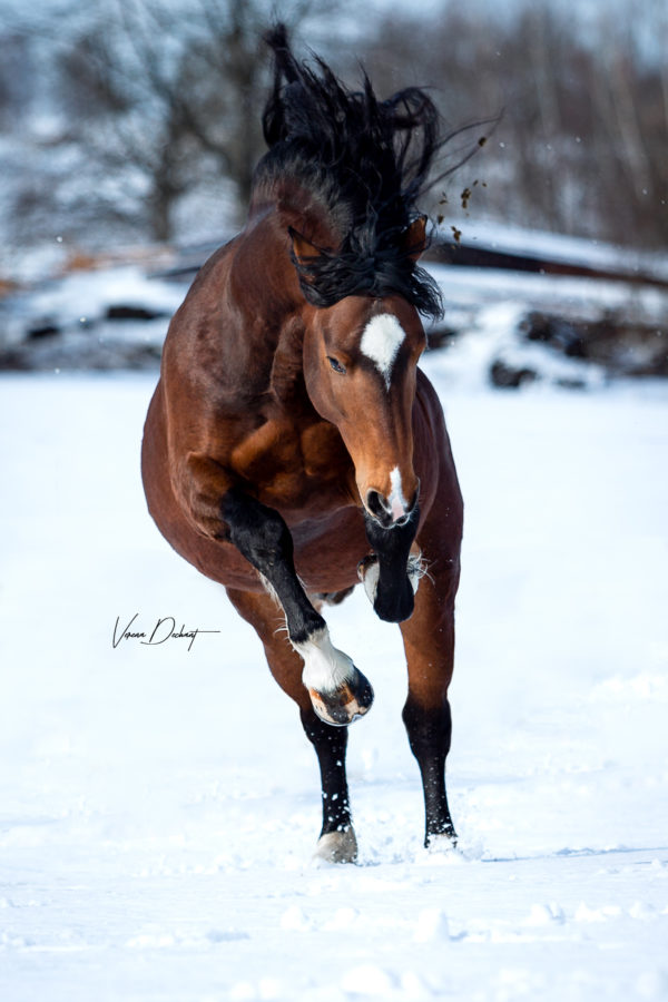 Süddeutscher Kaltbluthengst Rosenkavalier Pferdefotografie, Shooting, Verena Dechant, Landshut, Bayern, Niederbayern, Pferdeshooting, Pferd und Mensch, Fotoshooting, Fotografin, Fotograf Landshut, Pferdefotos, Pferdebilder, München