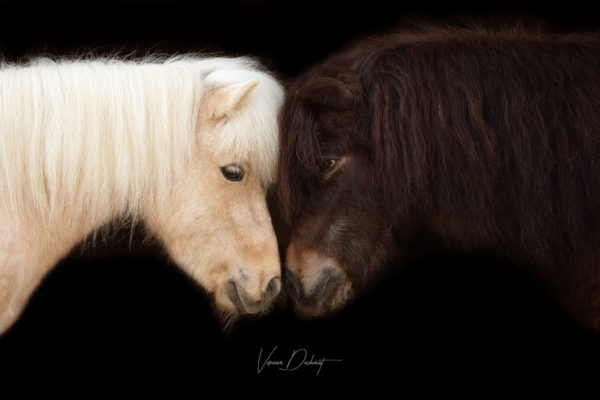 Kiara & Timmy – Fotografentreffen Pferdefotografie, Shooting, Verena Dechant, Landshut, Bayern, Niederbayern, Pferdeshooting, Pferd und Mensch, Fotoshooting, Fotografin, Fotograf Landshut, Pferdefotos, Pferdebilder, München