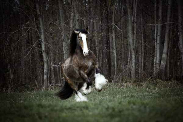 Ben – Fotografentreffen Pferdefotografie, Shooting, Verena Dechant, Landshut, Bayern, Niederbayern, Pferdeshooting, Pferd und Mensch, Fotoshooting, Fotografin, Fotograf Landshut, Pferdefotos, Pferdebilder, München