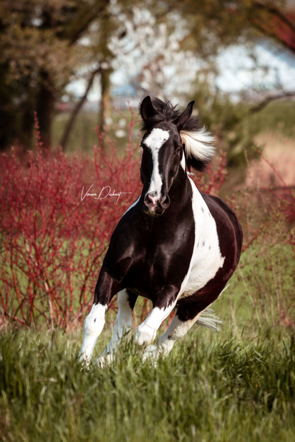 Lielan – Fotografentreffen Pferdefotografie, Shooting, Verena Dechant, Landshut, Bayern, Niederbayern, Pferdeshooting, Pferd und Mensch, Fotoshooting, Fotografin, Fotograf Landshut, Pferdefotos, Pferdebilder, München
