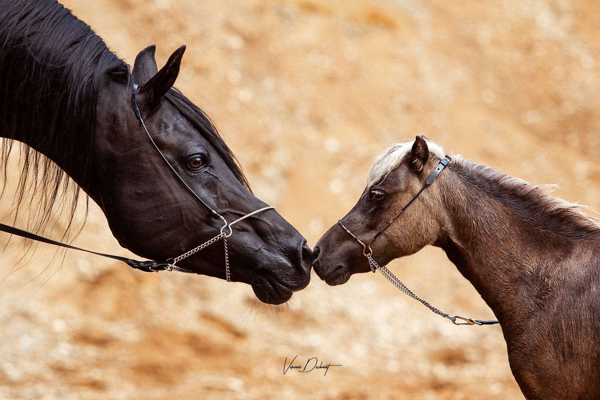 AJM Shirass und Saphira