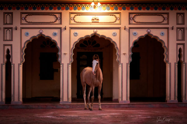 unbenannt-34302-Bearbeitet-Bearbeitet