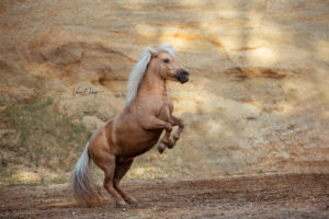 unbenannt-35179-Bearbeitet-Bearbeitet