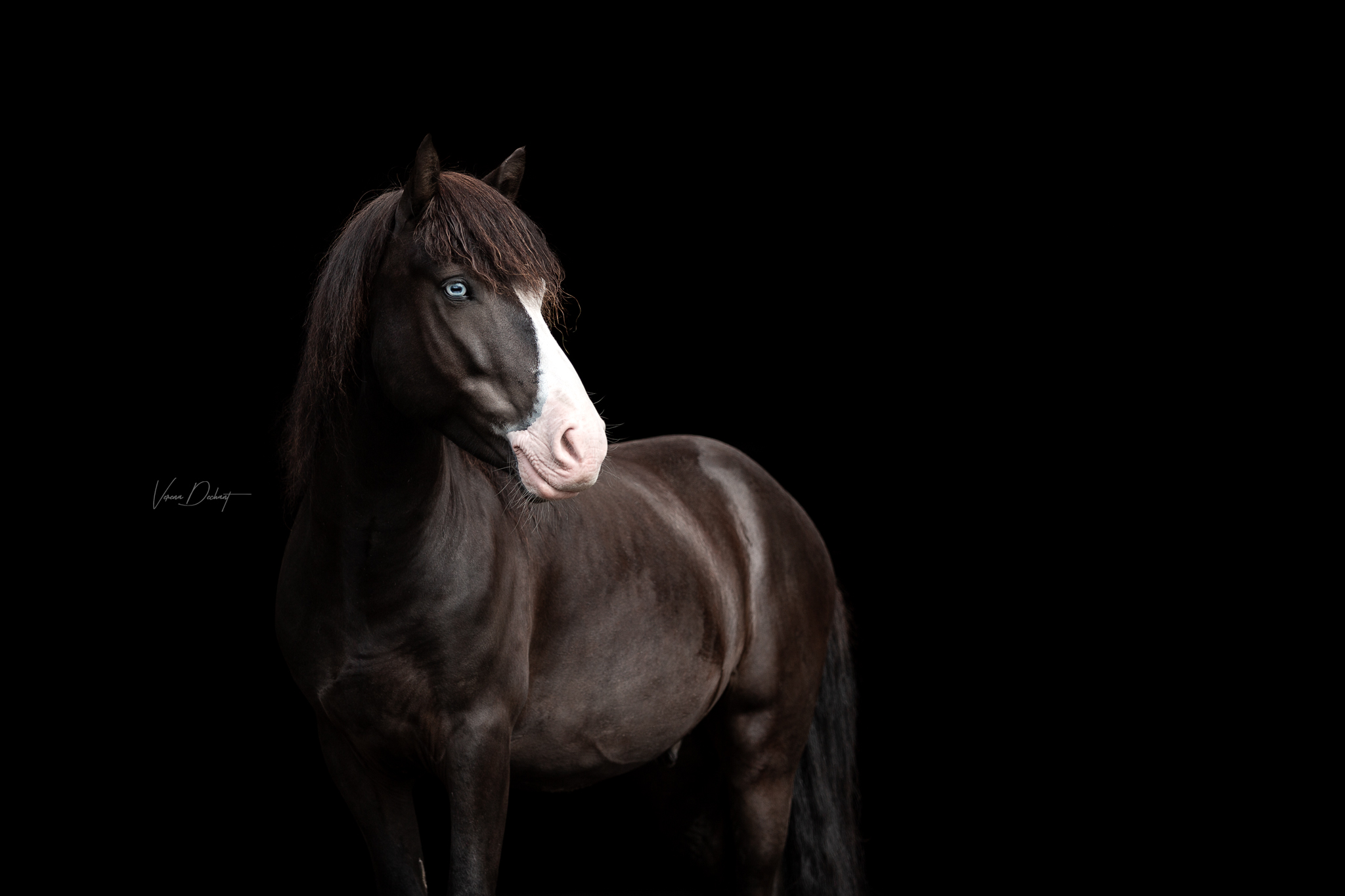 Kilian – Stald Nordkap Dänemark