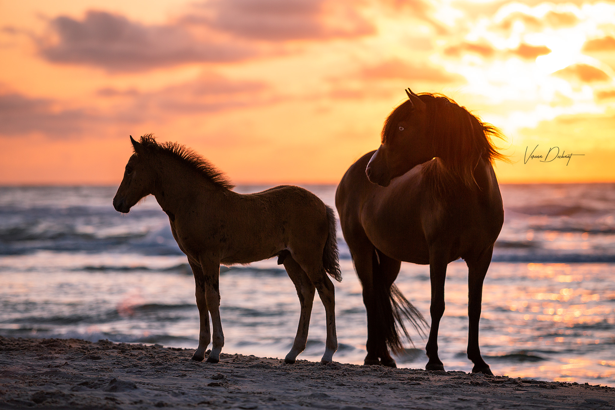 Stefna & Skjanni am Meer – Dänemark Stefna & Skjanni am Meer - Dänemark