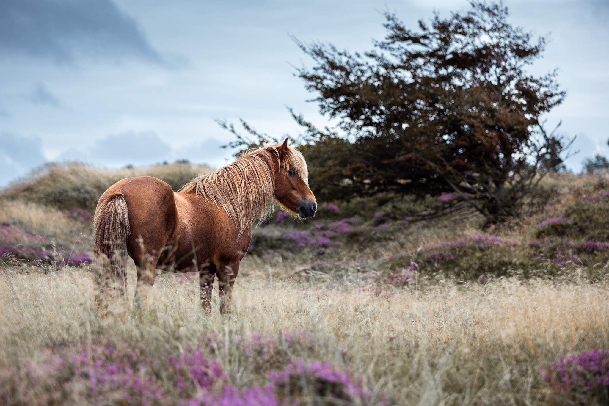 Islandpony in Dänemark Islandpony in Dänemark