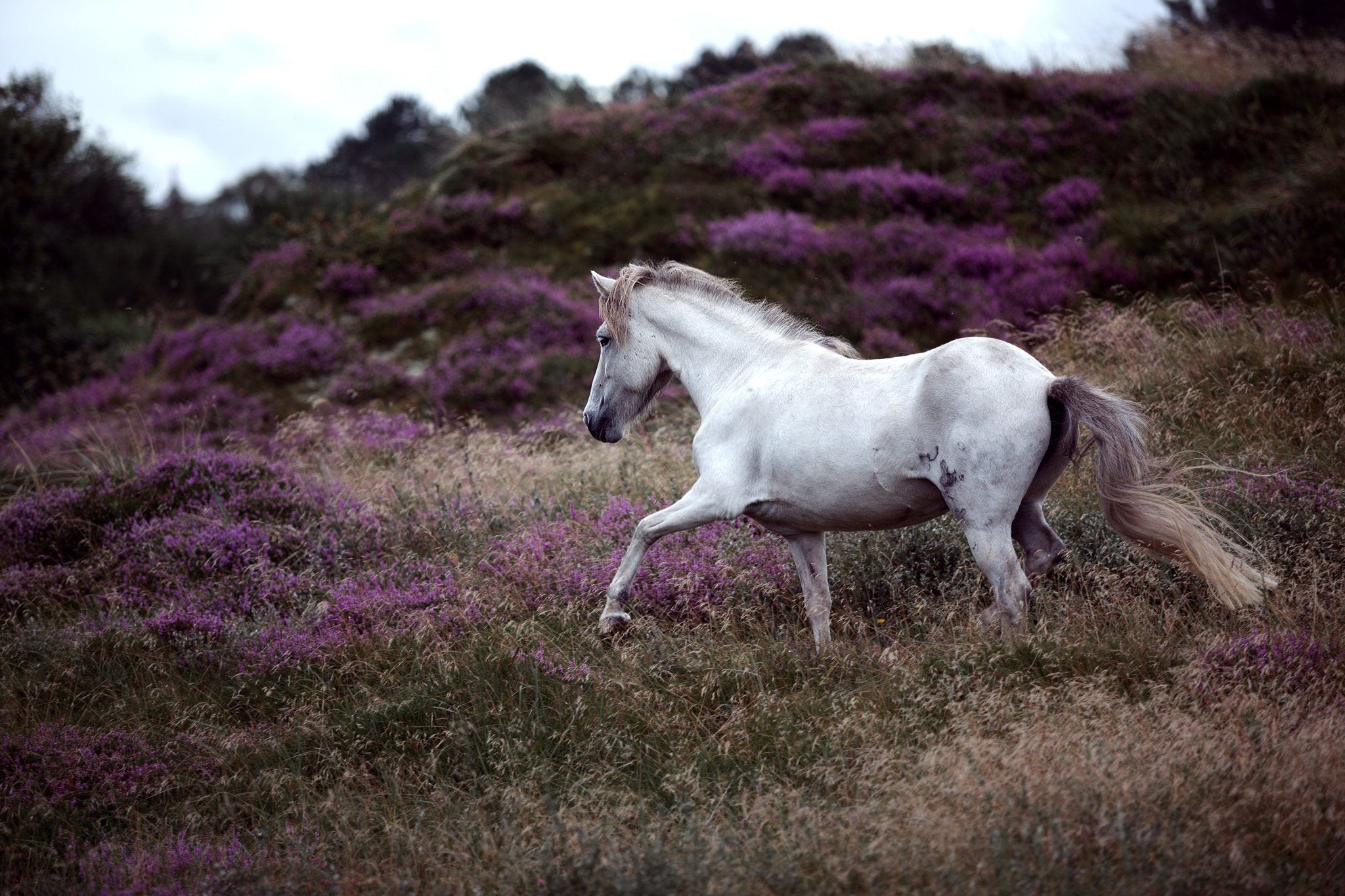 Schimmel in der Heide Schimmel in der Heide