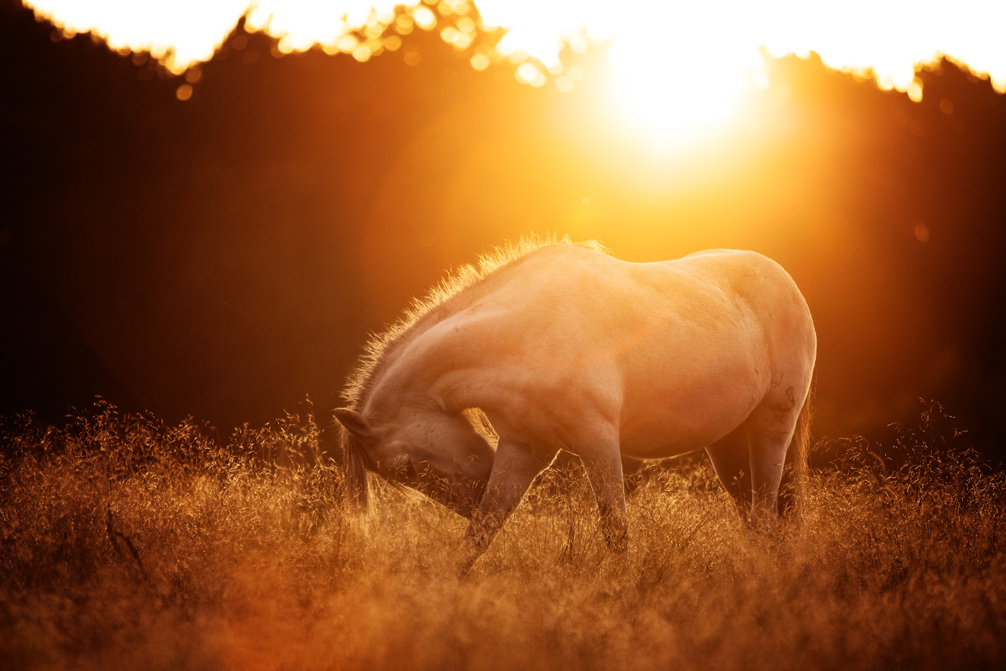 Pferd im Sonnenaufgang Pferd im Sonnenaufgang