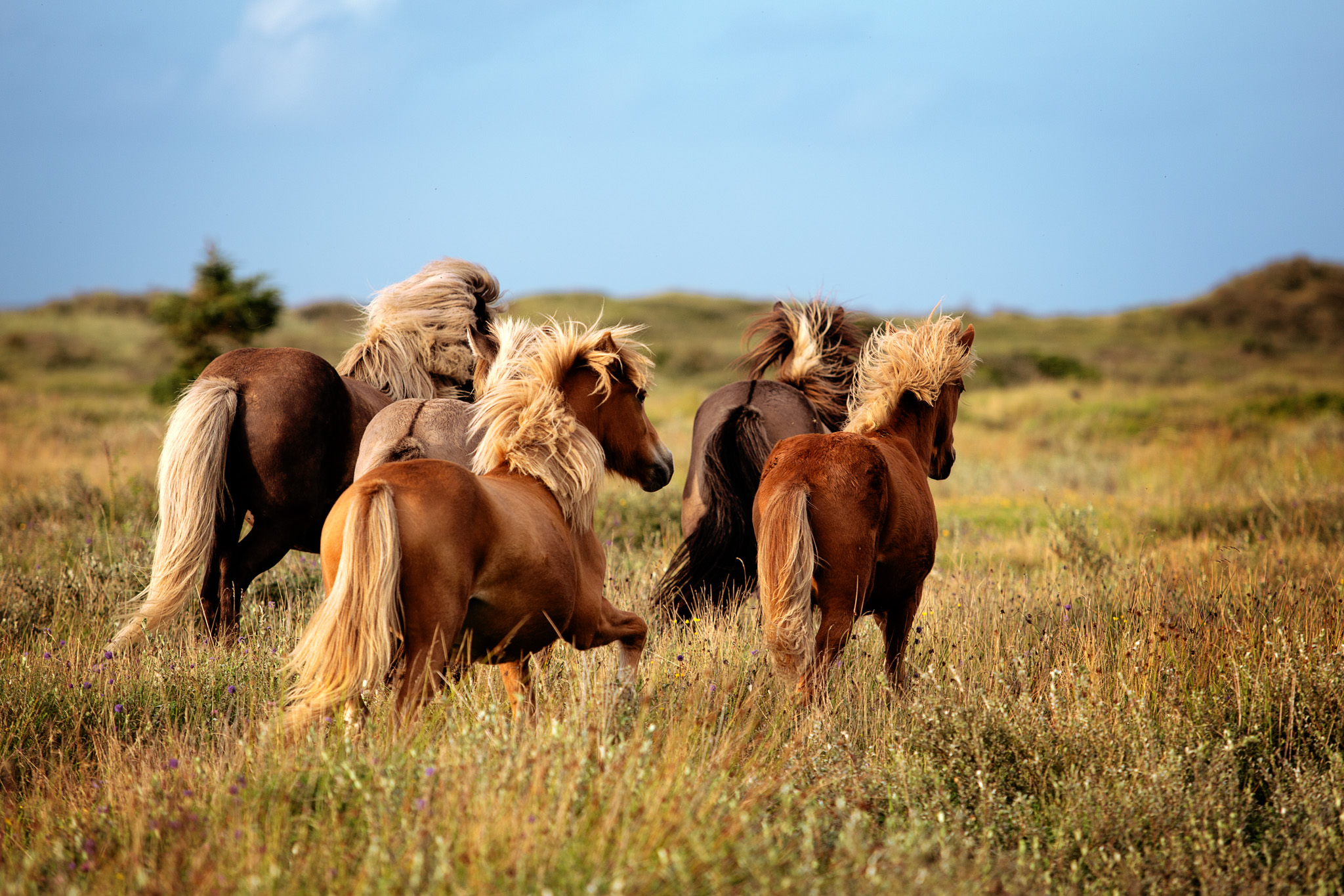 Isländerherde in Dänemark Isländerherde in Dänemark