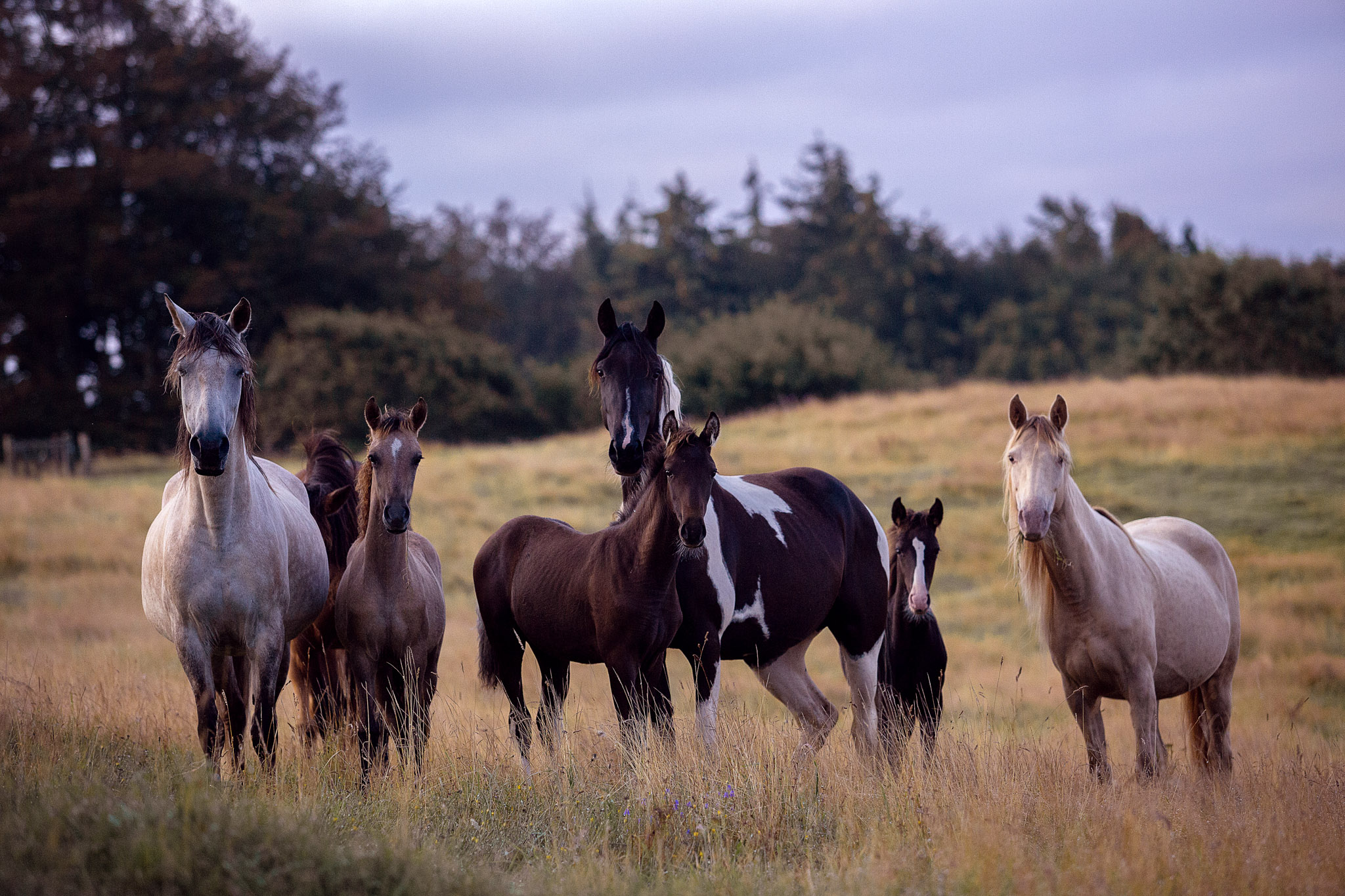 Stutenherde mit Fohlen Stutenherde mit Fohlen