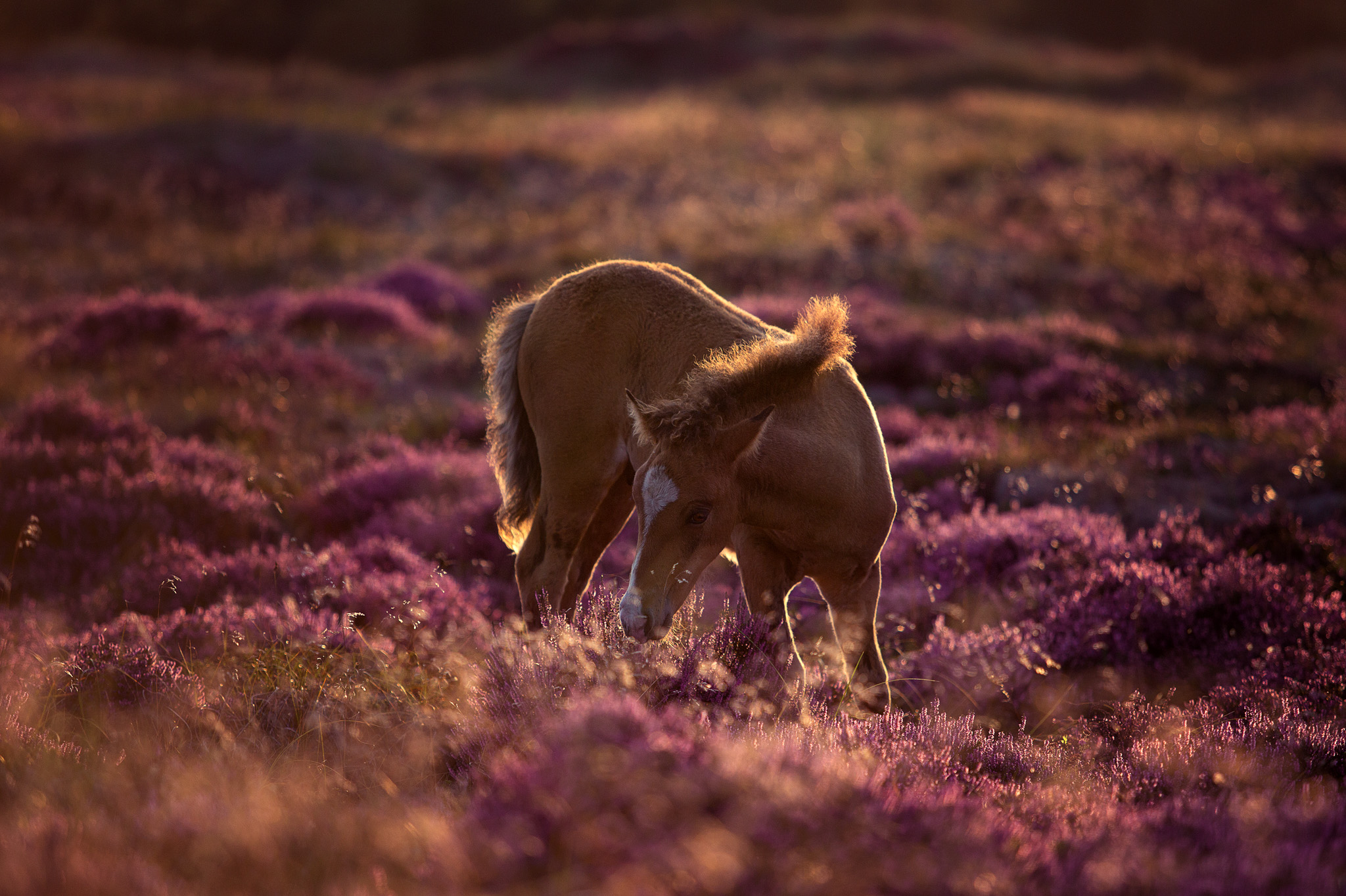 Fohlen in der Heide Dänemarks Fohlen in der Heide Dänemarks