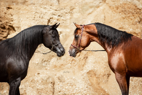 AJM Shirass & ASE Bellagio AJM Shirass & ASE Belaggio