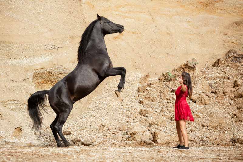 Vollblutaraber Deckhengst AJM Shirassa