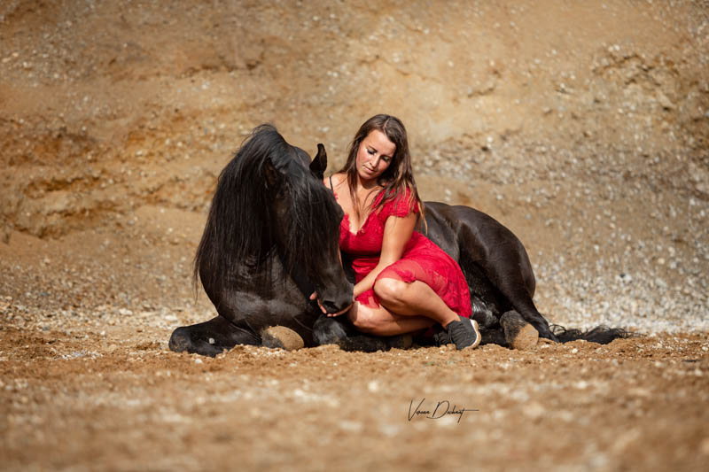 Vollblutaraber Deckhengst AJM Shirassa Vollblutaraber Deckhengst AJM Shirassa