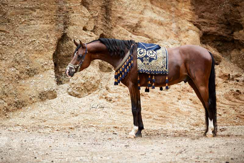 Vollblutaraber Deckhengst ASE Bellagioa