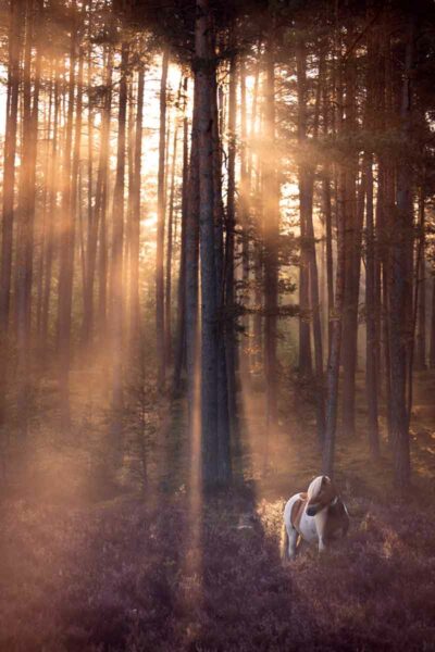 Spätsommer in der Heide (Sonnenaufgang) Spätsommer in der Heide (Sonnenaufgang)