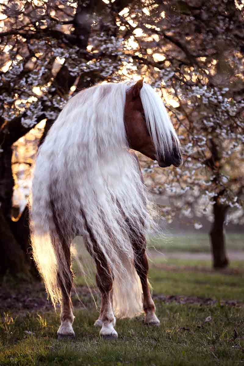 Blütenshooting Blütenshooting