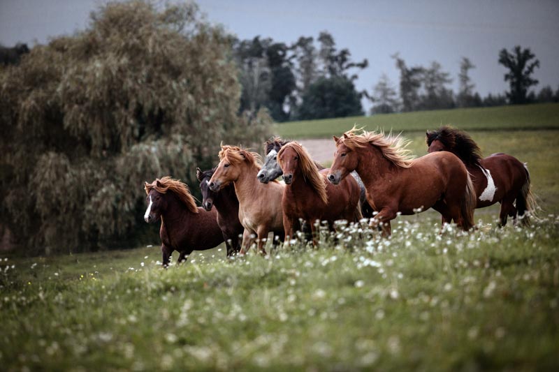 Junghengste Junghengste