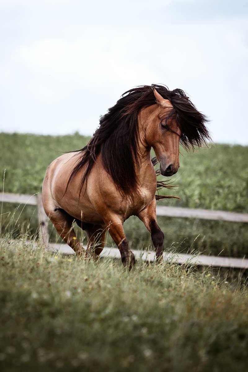 ANDVARI – Zuchtweltmeister ANDVARI - Zuchtweltmeister