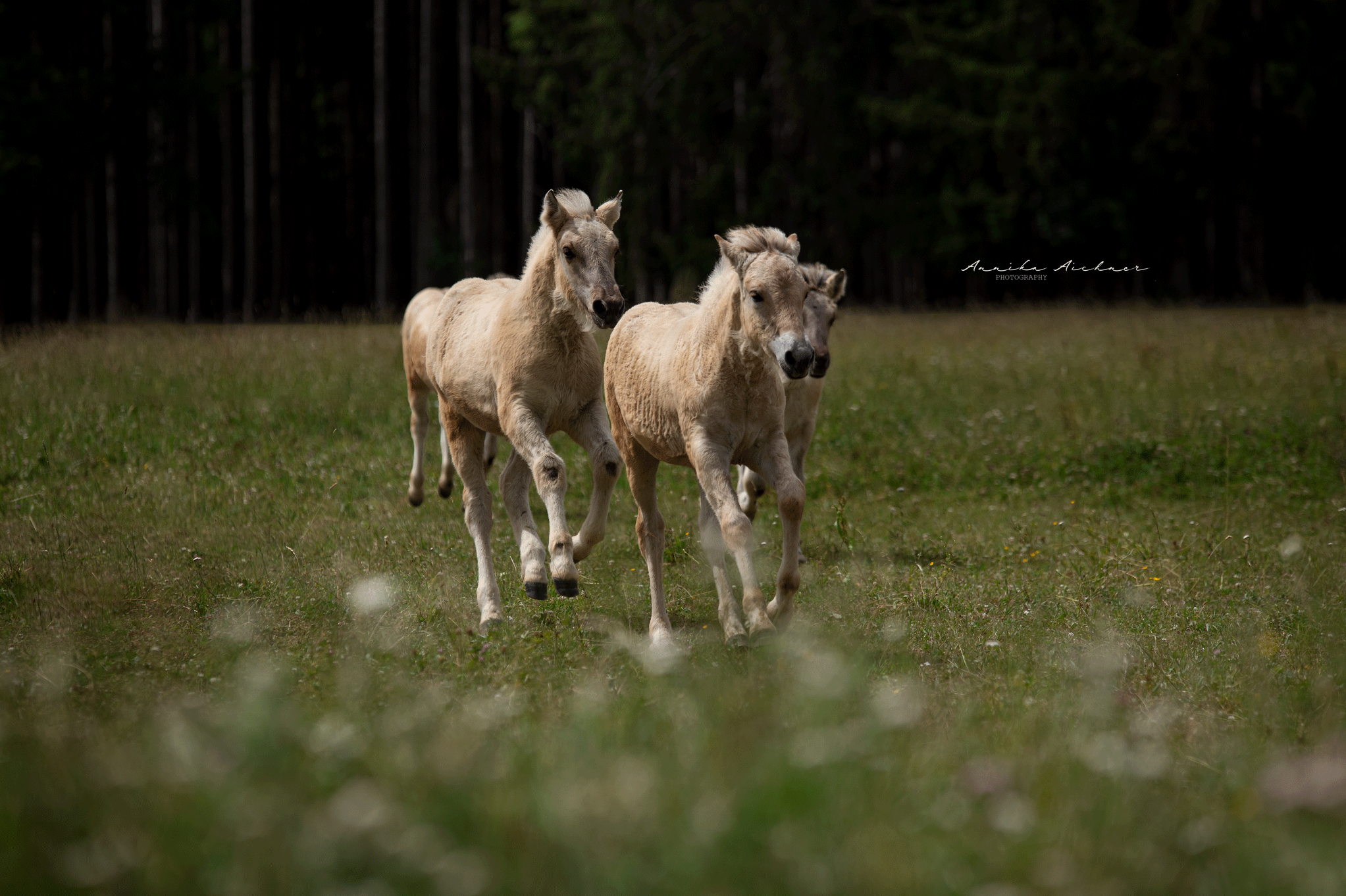 Foto: Annika Aichner Foto: Annika Aichner