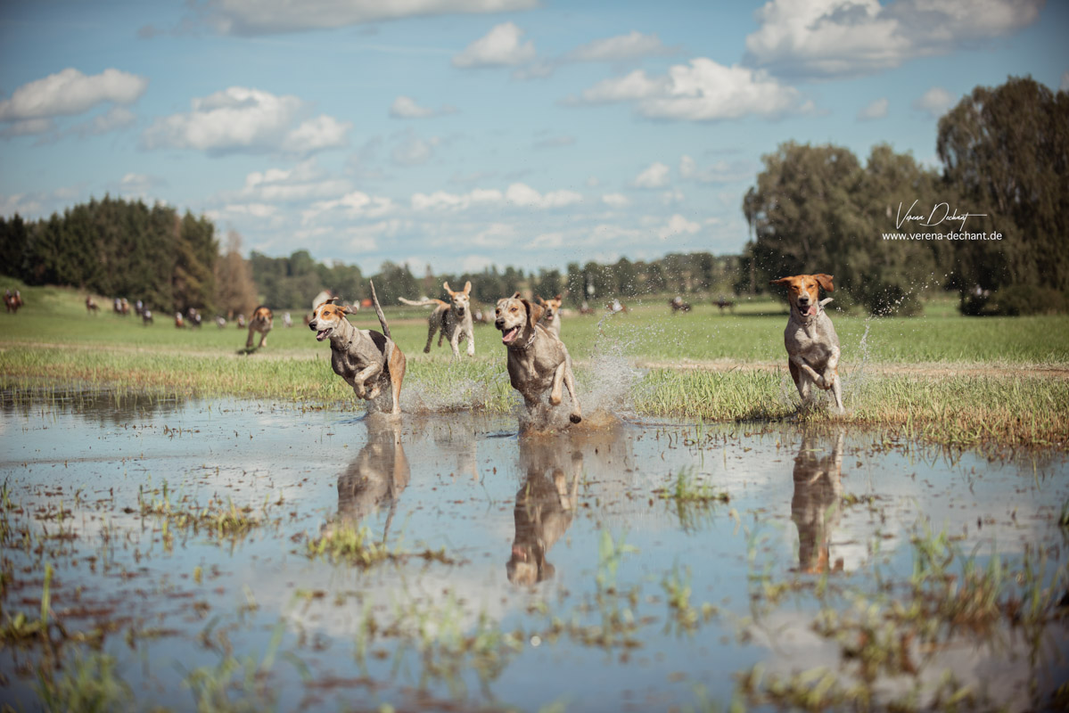 Schleppjagd_Handzell-636-Bearbeitet